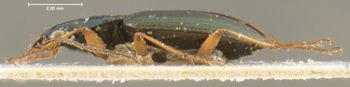 Media type: image;   Entomology 33018 Aspect: habitus lateral view